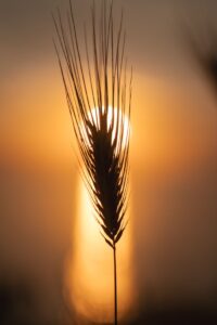 Captivating silhouette of wheat ear against a vibrant sunset backdrop.